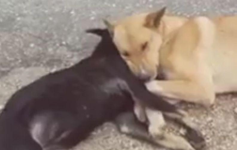 A văzut doi câini pe marginea drumului și s-a apropiat. Când a înțeles ce s-a întâmplat, a luat telefonul și a filmat. „Doamne, este impresionant!” (FOTO+VIDEO) 512029