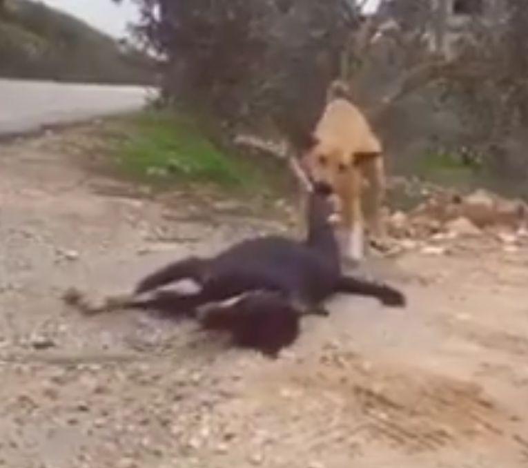 A văzut doi câini pe marginea drumului și s-a apropiat. Când a înțeles ce s-a întâmplat, a luat telefonul și a filmat. „Doamne, este impresionant!” (FOTO+VIDEO) 512031