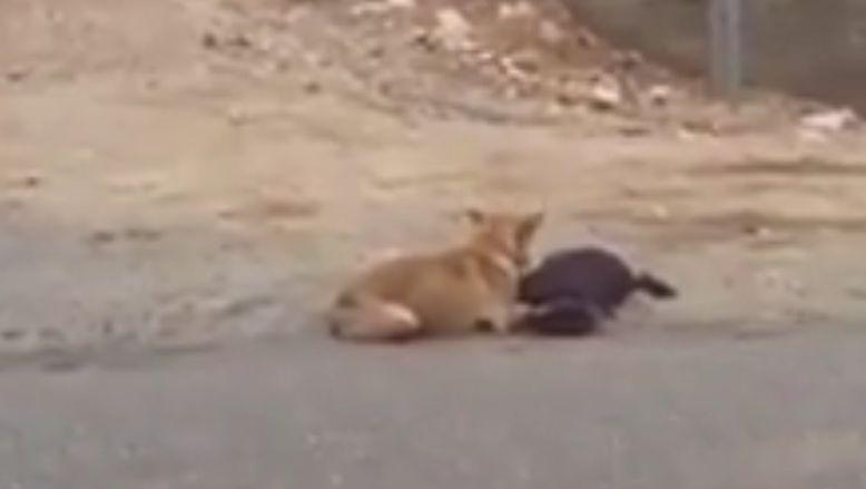 A văzut doi câini pe marginea drumului și s-a apropiat. Când a înțeles ce s-a întâmplat, a luat telefonul și a filmat. „Doamne, este impresionant!” (FOTO+VIDEO) 512032