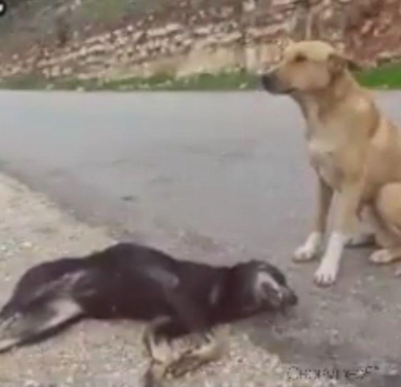 A văzut doi câini pe marginea drumului și s-a apropiat. Când a înțeles ce s-a întâmplat, a luat telefonul și a filmat. „Doamne, este impresionant!” (FOTO+VIDEO) 512033