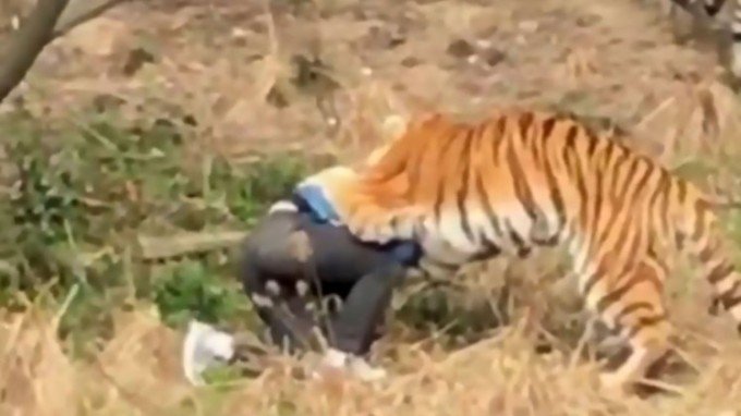 VIDEO. Bărbat mâncat de tigri, după ce a intrat la Zoo pe unde nu trebuia