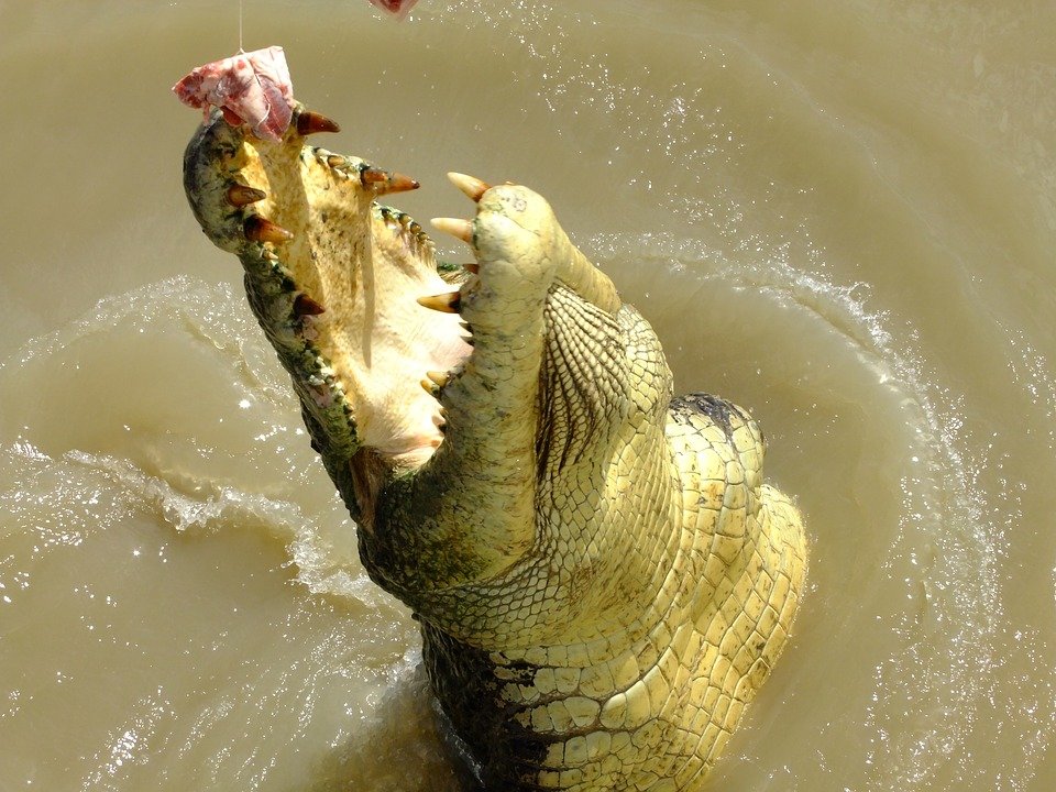 Crocodil de șase metri, ucis în Indonezia. Ce au găsit în stomacul lui - te trec fiorii