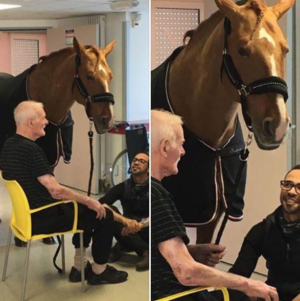 Se duseseră la azil să-și viziteze bunicul, când au văzut pe holul spitalului ceva cu totul inedit. Un cal se plimba nestingherit. Când au văzut ce face animalul, au izbucnit în lacrimi. „Cum este posibil așa ceva?” (FOTO) 512631