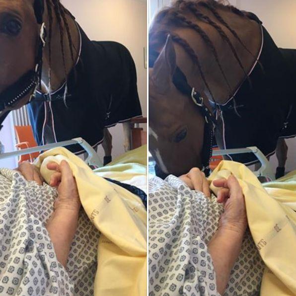 Se duseseră la azil să-și viziteze bunicul, când au văzut pe holul spitalului ceva cu totul inedit. Un cal se plimba nestingherit. Când au văzut ce face animalul, au izbucnit în lacrimi. „Cum este posibil așa ceva?” (FOTO) 512632