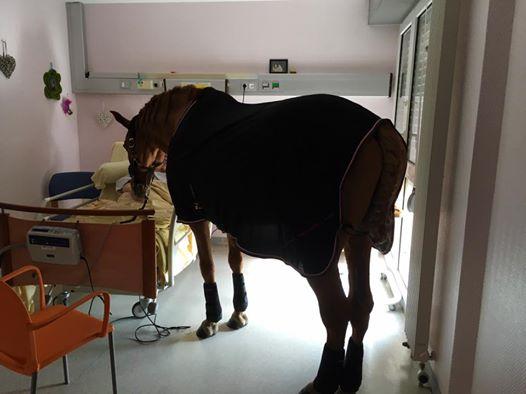 Se duseseră la azil să-și viziteze bunicul, când au văzut pe holul spitalului ceva cu totul inedit. Un cal se plimba nestingherit. Când au văzut ce face animalul, au izbucnit în lacrimi. „Cum este posibil așa ceva?” (FOTO) 512633