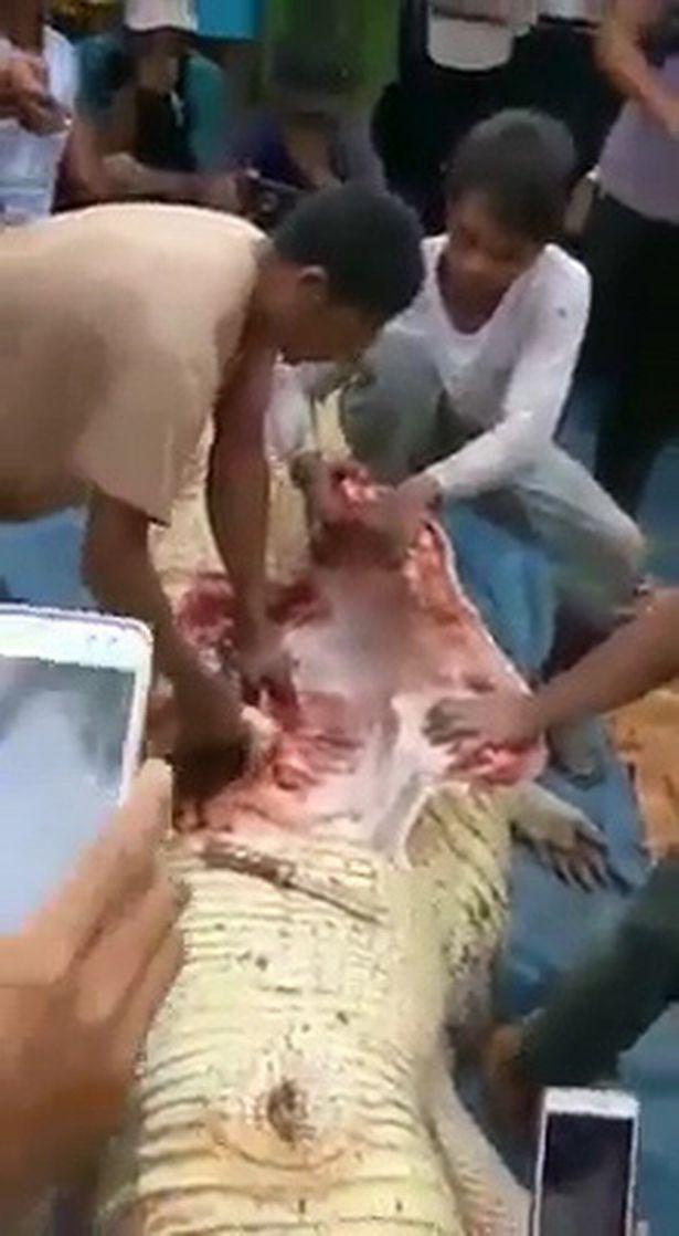 Au tăiat burta unui crocodil de șase metri și au rămas de-a dreptul șocați de ce au găsit acolo 512840