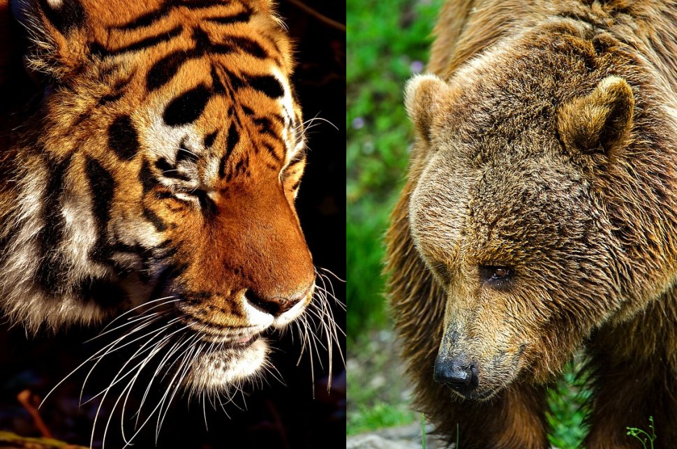  Ursul sau tigrul. Cine este mai puternic? VIDEO
