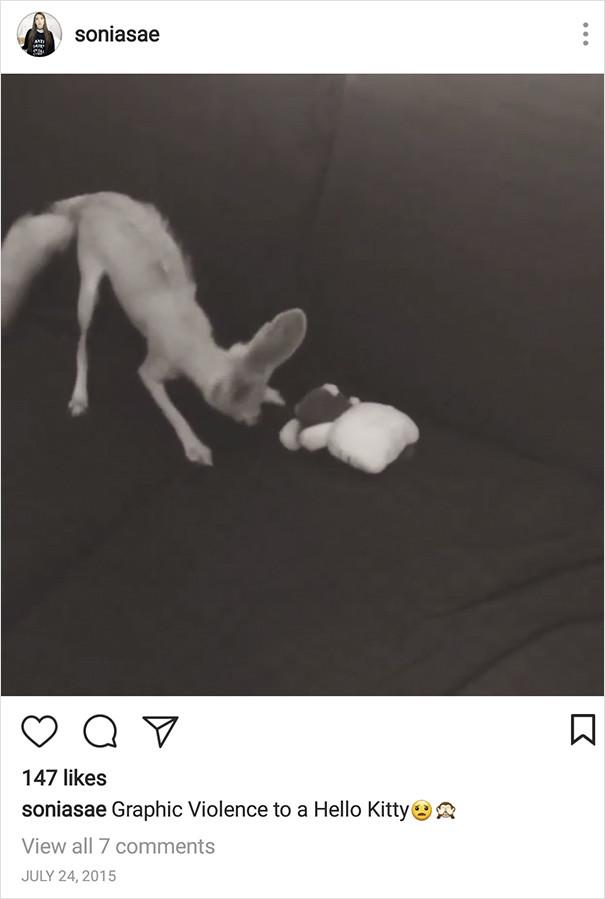 Și-a forțat vulpea să mănâce doar produse pentru vegetarieni ani de zile. Rezultatele sunt terifiante (FOTO) 513855