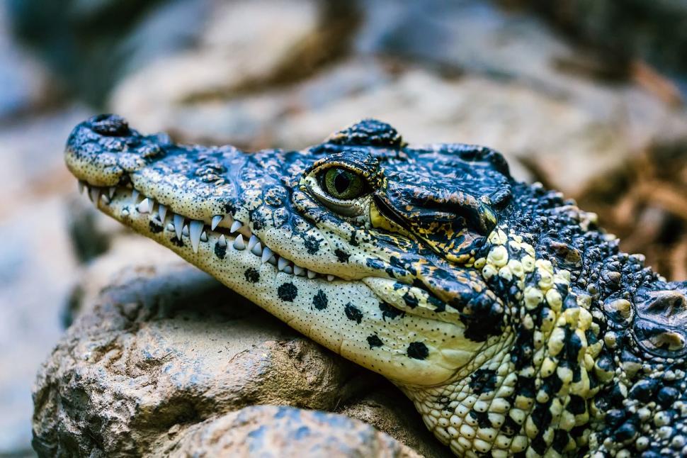 "Crocodilul e mâncare de post?". Răspunsul genial al unui preot