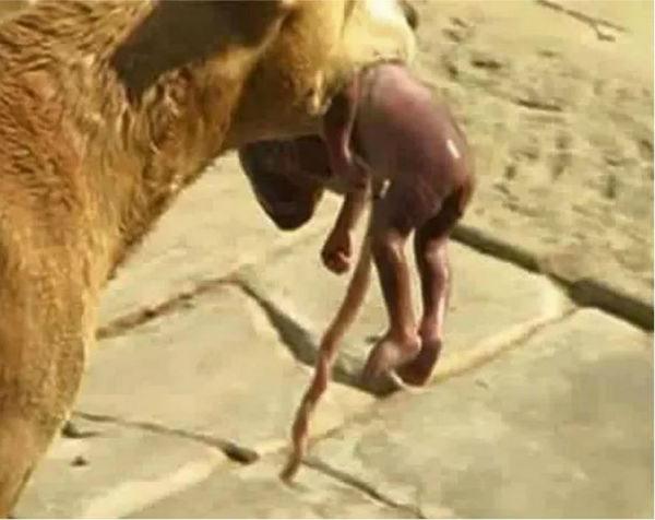 Au văzut un câine care s-a dus în fugă la o groapă de gunoi și a început să caute disperat printre resturi. Când animalul s-a întors, oamenii au încremenit (GALERIE FOTO) 514296