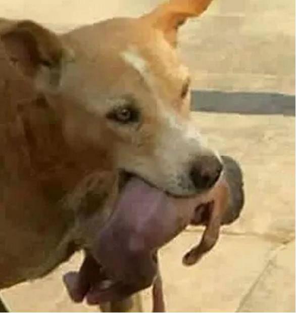 Au văzut un câine care s-a dus în fugă la o groapă de gunoi și a început să caute disperat printre resturi. Când animalul s-a întors, oamenii au încremenit (GALERIE FOTO) 514297