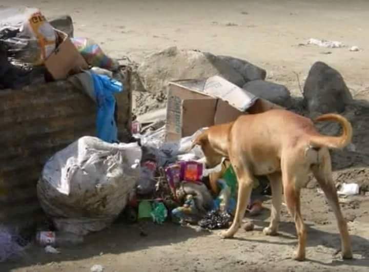 Au văzut un câine care s-a dus în fugă la o groapă de gunoi și a început să caute disperat printre resturi. Când animalul s-a întors, oamenii au încremenit (GALERIE FOTO)