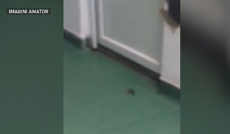 Copilă tratată printre șoareci la Spitalul de Boli Infecţioase din Craiova. Tatăl fetei: "N-au reacţionat în niciun fel. Doar au deschis geamul şi uşa“ 