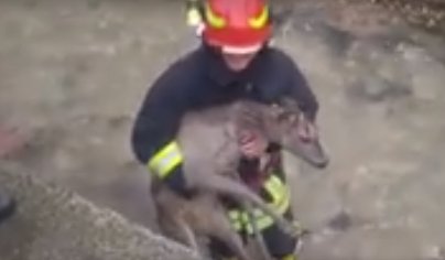 O căprioară a fost salvată de pompieri dintr-un râu înghețat din Zărnești. Animalul era lovit în zona capului