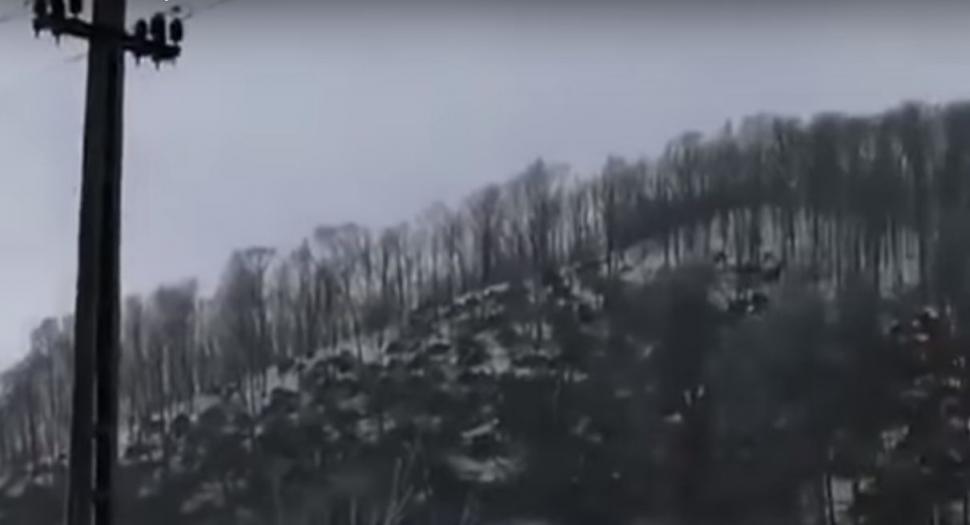 Vremea face ravagii în țară. O pădure din Satu Mare a fost doborâta de vânt și de ploaia înghețată 515768