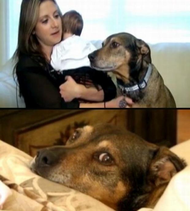 Luaseră un câine de la adăpost și îl considerau deja un membru al familiei. Dar într-o noapte, animalul a devenit agitat și agresiv. Când s-au dus în camera copilului lor, au încremenit. „Nu am crezut că așa ceva este posibil!”  516427