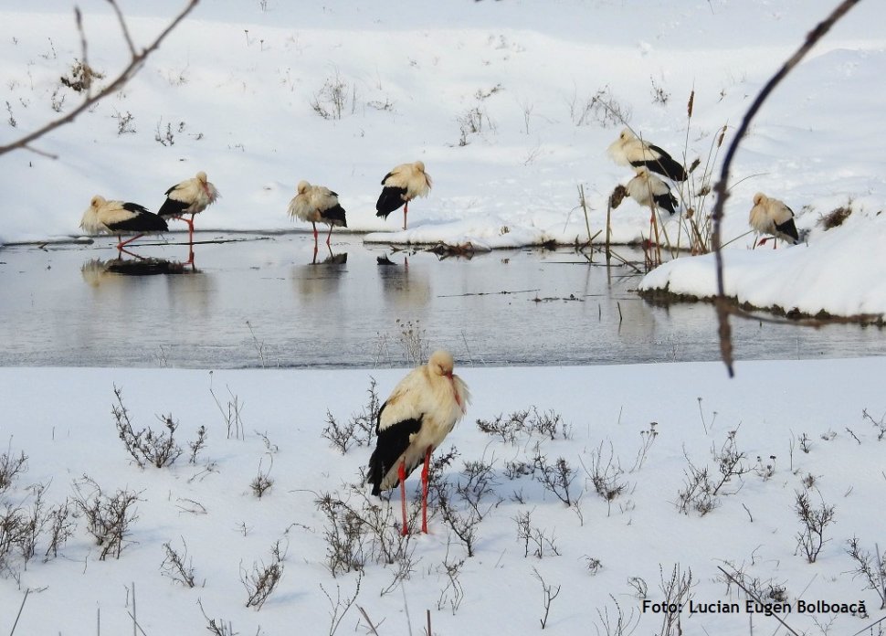 Valul de frig lovește păsările migratoare din România. Uite cum le poți salva! Ce înseamnă când o barză se apropie de tine