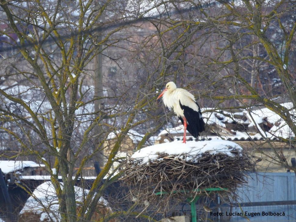 Valul de frig lovește păsările migratoare din România. Uite cum le poți salva! Ce înseamnă când o barză se apropie de tine 516310