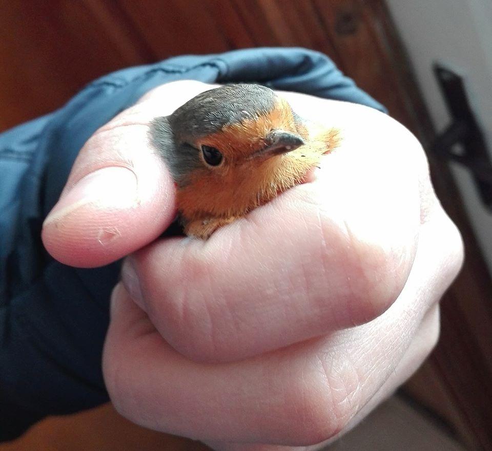 Valul de frig lovește păsările migratoare din România. Uite cum le poți salva! Ce înseamnă când o barză se apropie de tine 516315