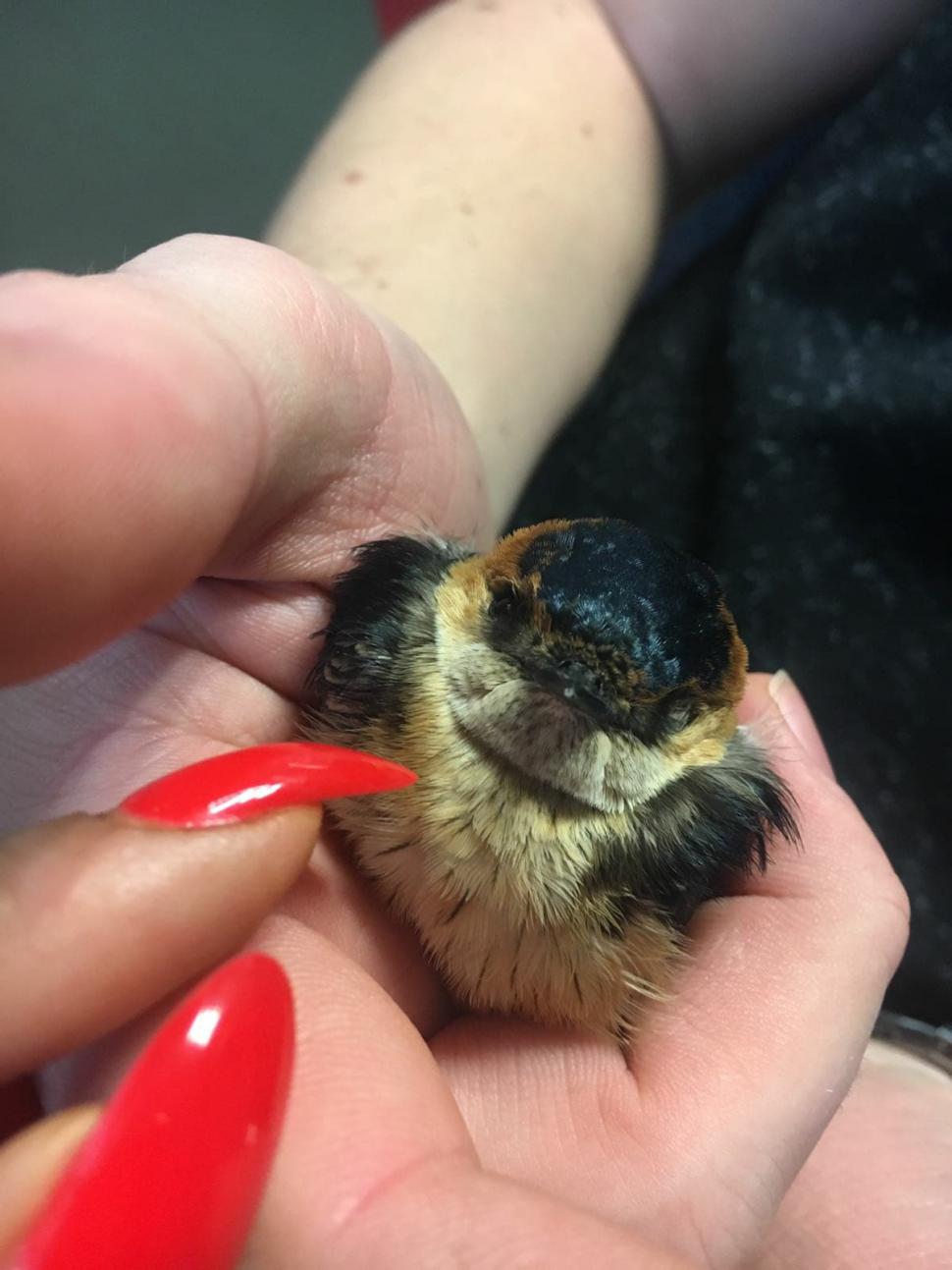 Valul de frig lovește păsările migratoare din România. Uite cum le poți salva! Ce înseamnă când o barză se apropie de tine 516316