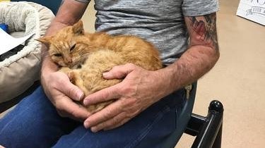 O pisică s-a întors acasă după 14 ani. Felina dispăruse după un uragan puternic din 2004