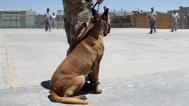 Caii şi câinii de la Poliţie, Jandarmerie şi Armată ar putea primi pensie după ieşirea din activitate