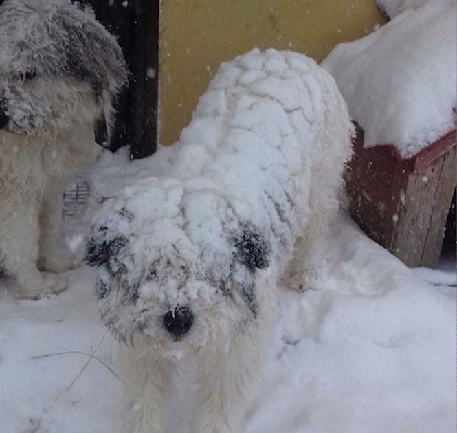 Imaginea zilei vine de la o telespectatoare Antena 3. Cum arătau câinii ei în această dimineață 516849