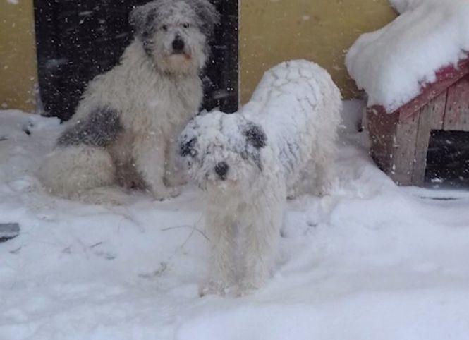 Imaginea zilei vine de la o telespectatoare Antena 3. Cum arătau câinii ei în această dimineață 516850