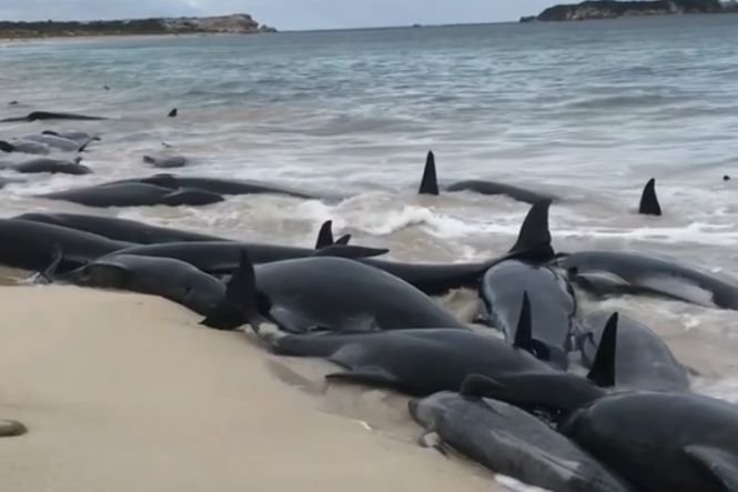 Peste 150 de balene au eşuat pe o plajă din Australia. Doar 15 au supraviețuit - VIDEO
