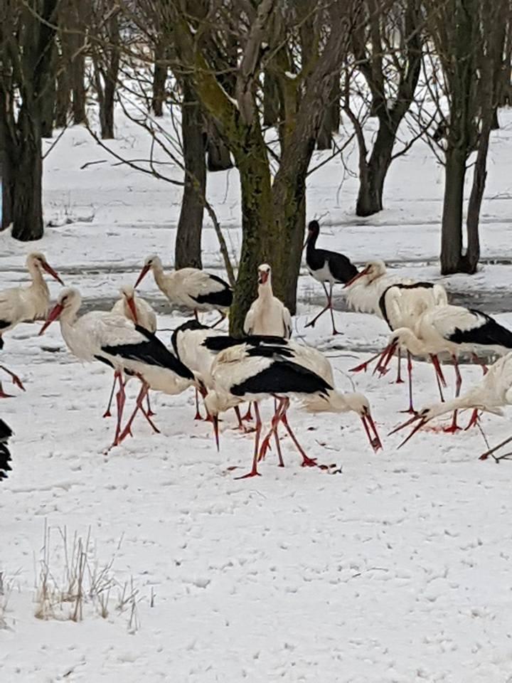  S-au dus să hrănească berzele de pe marginea drumului. Când s-au uitat mai bine în stol, au remarcat ceva incredibil 517421