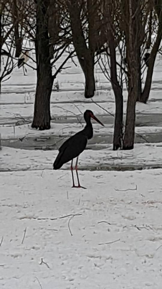  S-au dus să hrănească berzele de pe marginea drumului. Când s-au uitat mai bine în stol, au remarcat ceva incredibil 517423