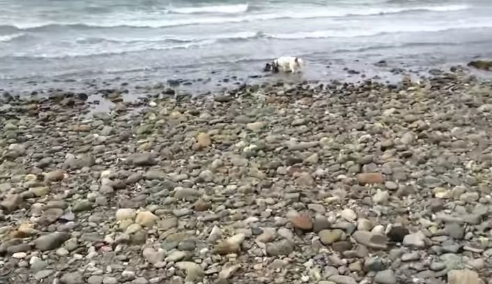 Se plimba pe plajă cu câinele său, când acesta a luat-o la fugă și s-a dus înspre apă. Nu înțelegea ce se întâmplă, așa că l-a urmat. Când și-a dat seama ce făcea animalul, a rămas fără cuvinte. A scos imediat telefonul și a înregistrat totul (VIDEO)