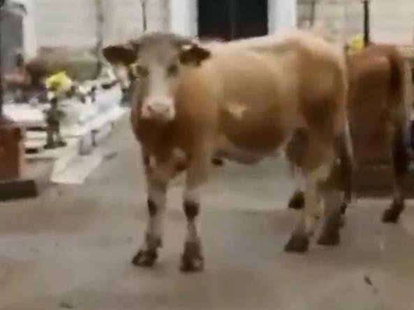 Acestea sunt vacile sacre din Italia. De ce nu s-a atins nimeni de ele vreme de 40 de ani