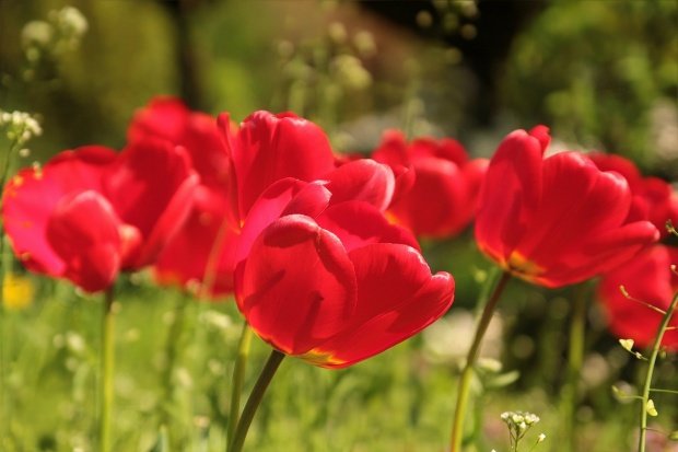 Florii 2018. Numele surprinzătoare care sunt sărbătorite de Florii.  Aproape 1,5 milioane de români își celebrează onomastica în Duminica Floriilor