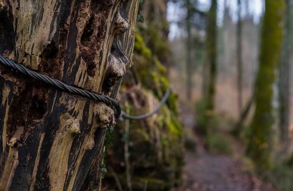 Descoperire incredibilă într-o pădure din Sibiu. Polițiștii au rămas șocați când au văzut ce era îngropat acolo
