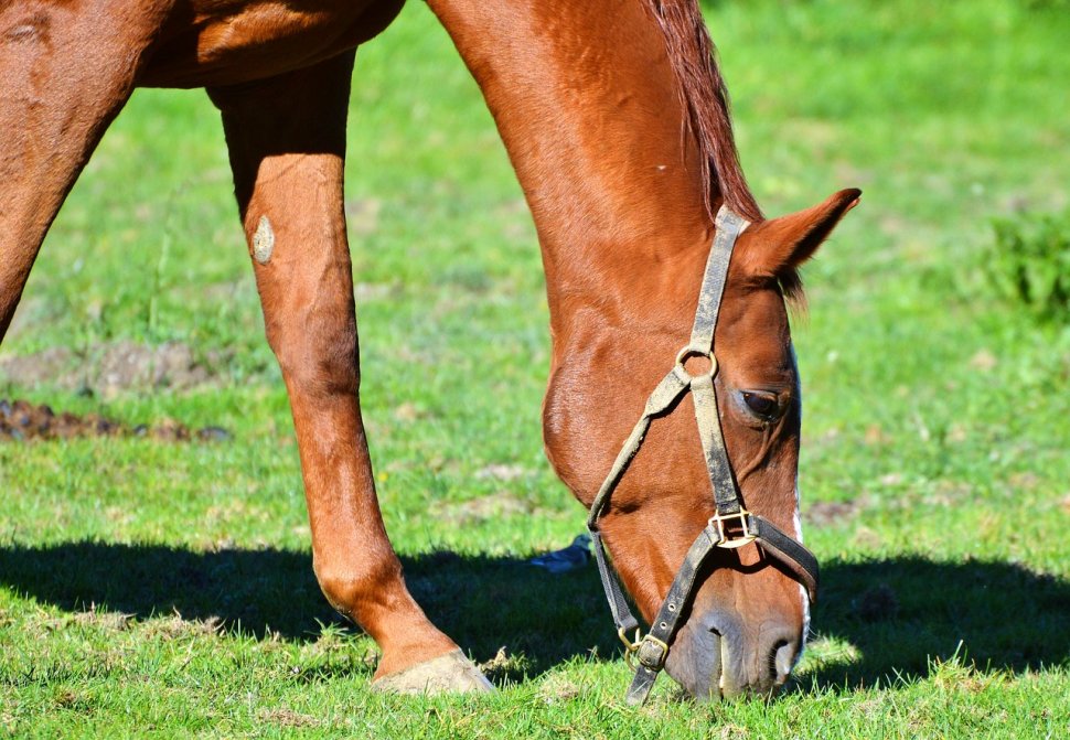 Copil omorât de cal în județul Constanța