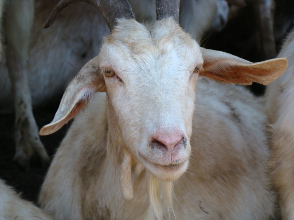 Pedeapsa primită de doi români care au omorât o capră într-un parc zoologic din Berlin
