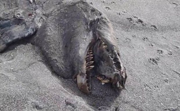 Au găsit un monstru marin pe o plajă. Când i-au tăiat burta s-au îngrozit. Ce înghițise creatura