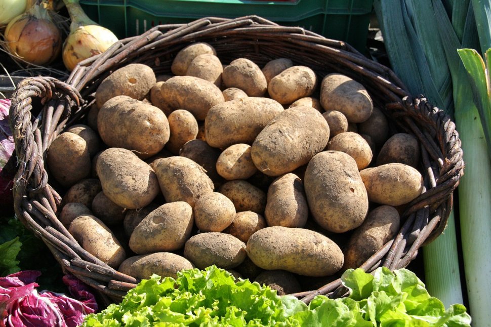Alertă alimentară în România. Un transport de peste o mie de tone de cartofi a primit interdicţia de a intra în ţară din cauza unei bacterii extrem de periculoase