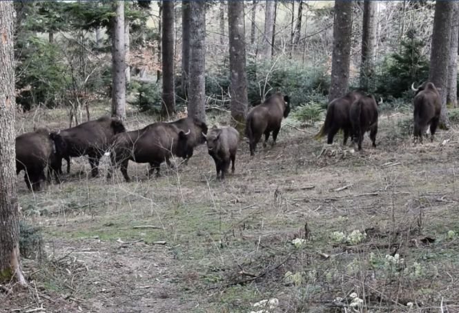 Imagini superbe cu o turmă de zimbri într-un parc natural din România - VIDEO