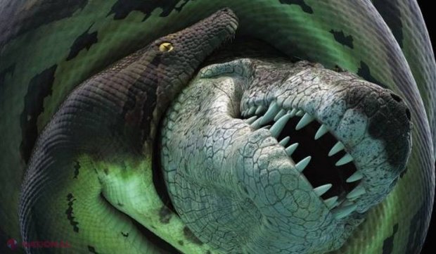 Crocodil gigantic versus şarpe uriaş. Cine a câștigat