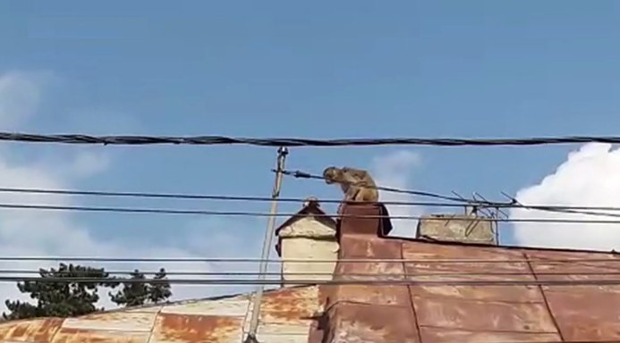 Alertă la Piatra Neamț. O maimuță a evadat de la Zoo și umblă liberă prin oraș - VIDEO