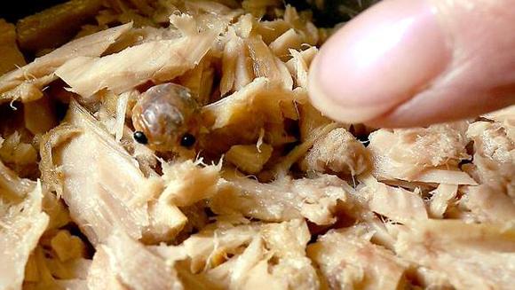 Descoperire înfiorătoare într-o conservă de ton - FOTO 521698