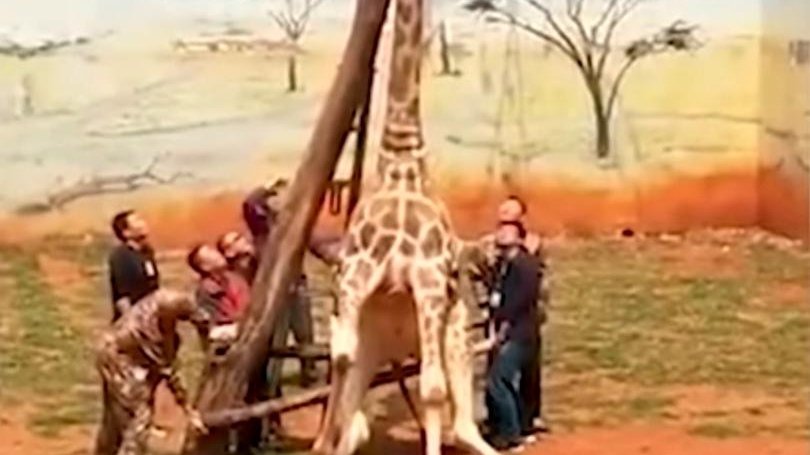 Incident dramatic la o grădină zoologică. O girafă a murit după ce a rămas cu capul blocat între crengile unui copac (VIDEO)
