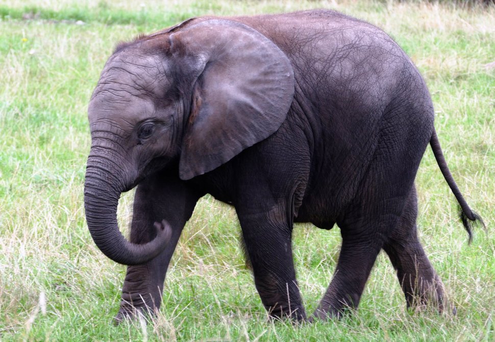 O britanică a fost ucisă de un elefant. Partenerul său a descris experiența terifiantă prin care au trecut