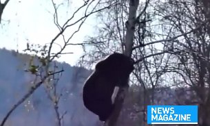 Scene de coșmar. Doi tineri turiști s-au întâlnit cu ursul în pădure. Au stat ore întregi într-un brad de frica lui