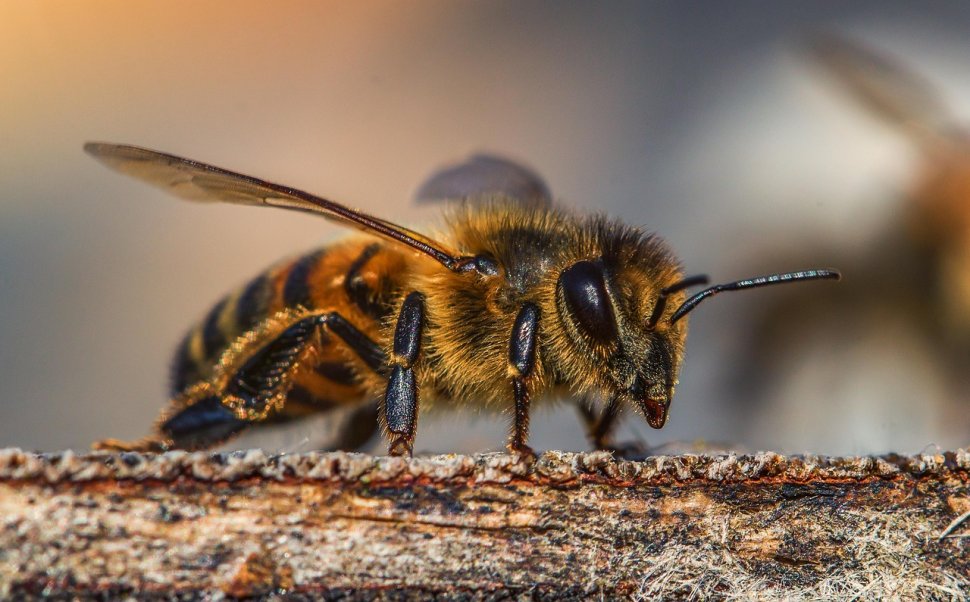 Înțepătura de albină poate provoca decesul! Ce să faci ca să eviți pericolul