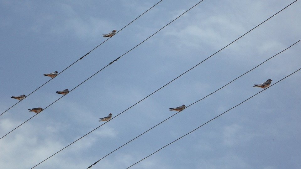 Motivul pentru care păsările nu se electrocutează pe liniile de înaltă tensiune