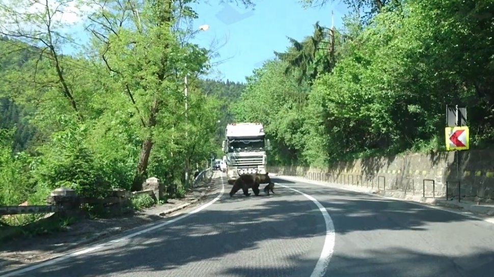 O ursoaică și puiul său, surprinși în mijlocul șoselei. Ce încerca să facă animalul - VIDEO
