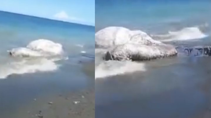 O creatură misterioasă a îngrozit turiștii aflați pe plajă. „Este un semn că ceva rău o să vină” - VIDEO